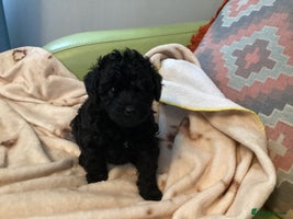 Mixed Breed dogs Poodle x - Advert 15