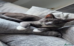 Russian Blue cats for sale: Male Russian blue cat - Image 2