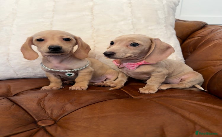 Miniature Dachshund dogs - Advert 2