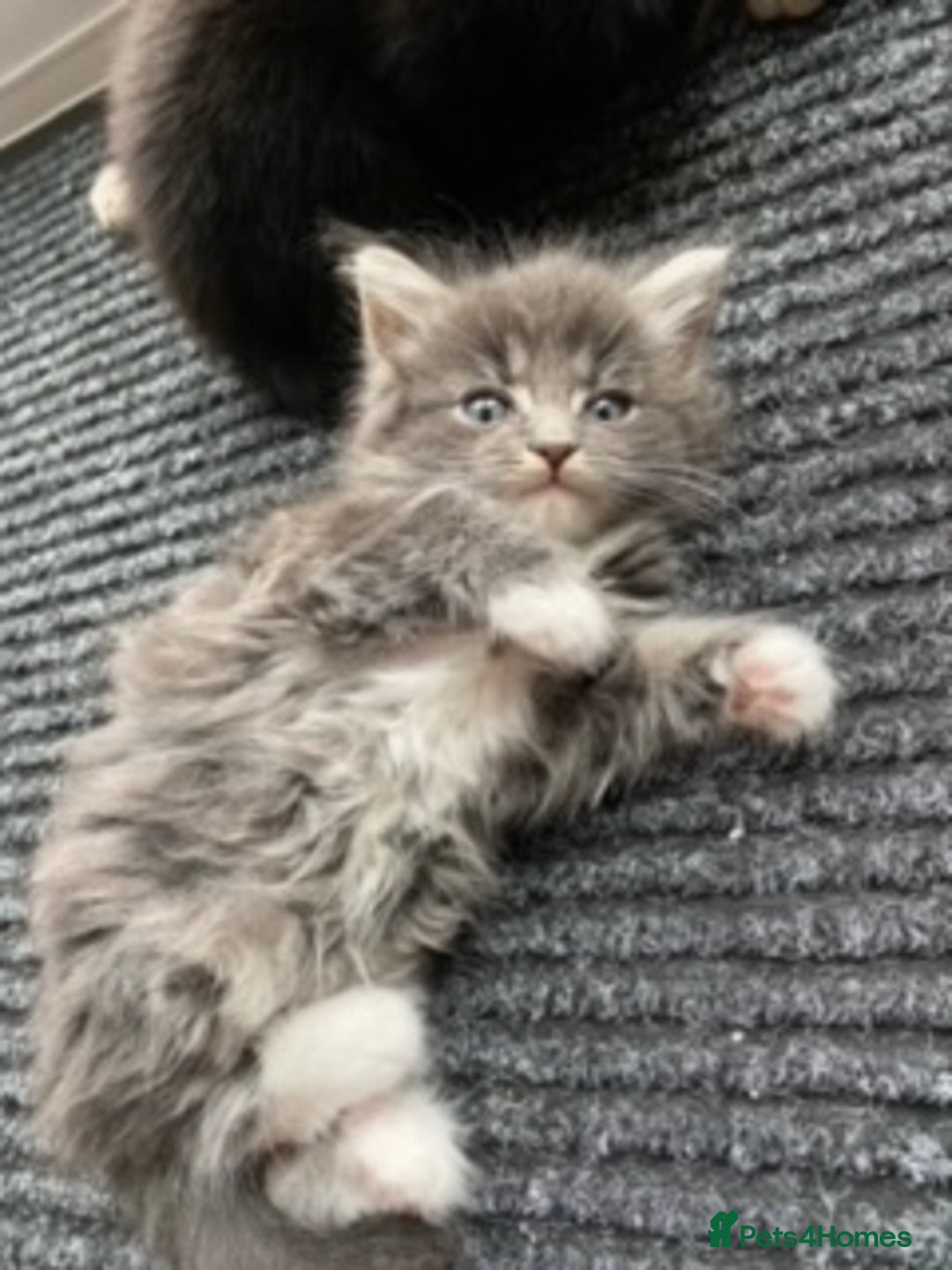 British Shorthair cats for sale: 2 Adorable Fluffy Kittens - Advert 5