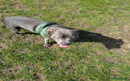 Staffordshire Bull Terrier dogs for sale: Blue female staff for sale  - Image 21