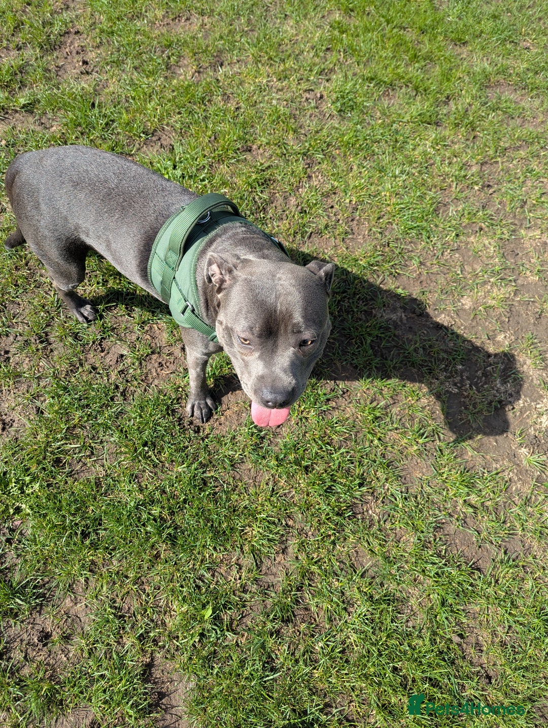 Staffordshire Bull Terrier dogs for sale: Blue female staff for sale  - Image 21