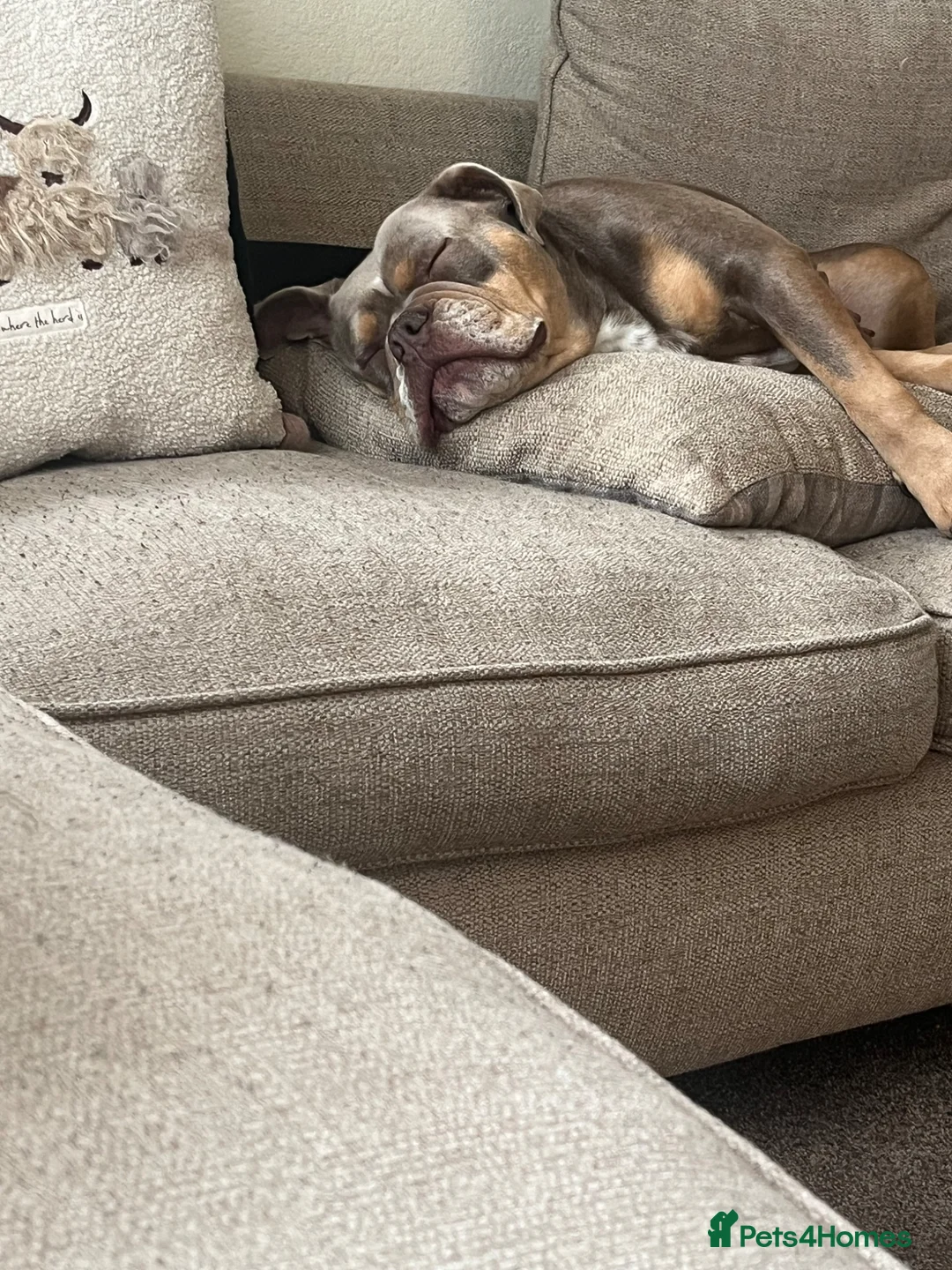 Mixed Breed dogs for sale: Koda  - Advert 2