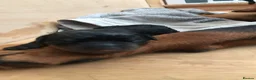 Rottweiler dogs for sale: Rottweiler puppies ready on the 16th of October in South Shields - Advert 11