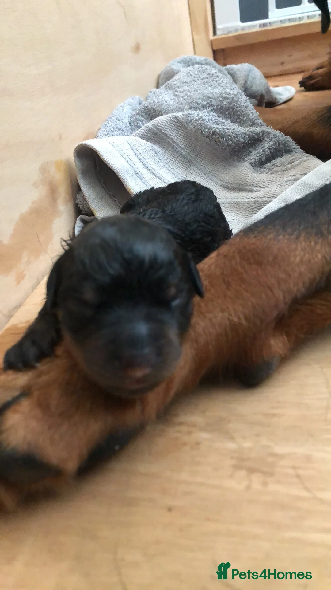 Rottweiler dogs for sale: Rottweiler puppies ready on the 16th of October in South Shields - Advert 11
