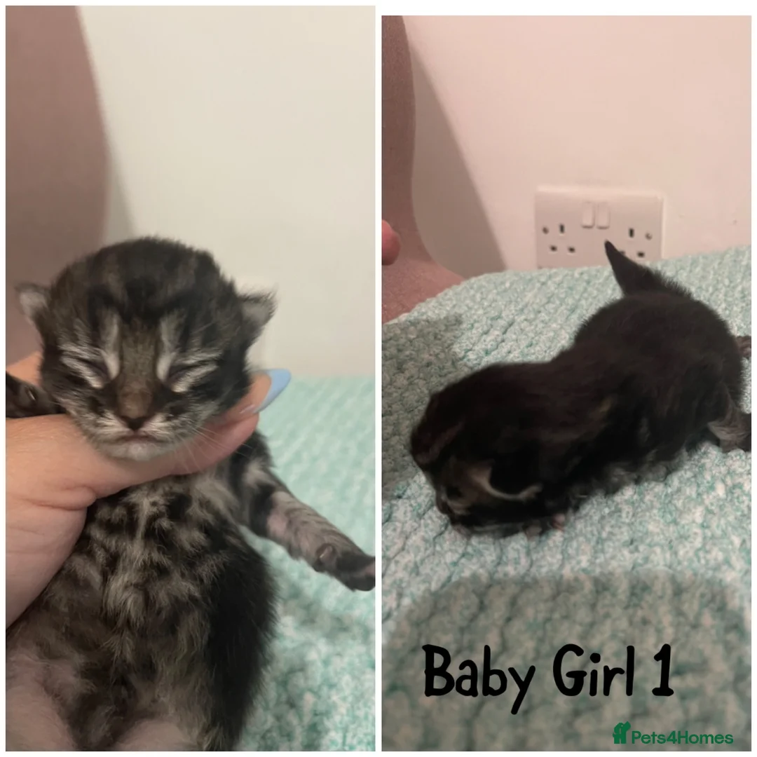 Mixed Breed cats for sale: 3 Beautiful Kittens Looking For Forever Home - Advert 2