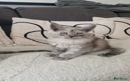 Maine Coon cats for sale: Beautiful GCCF Mainecoon kittens  - Image 17