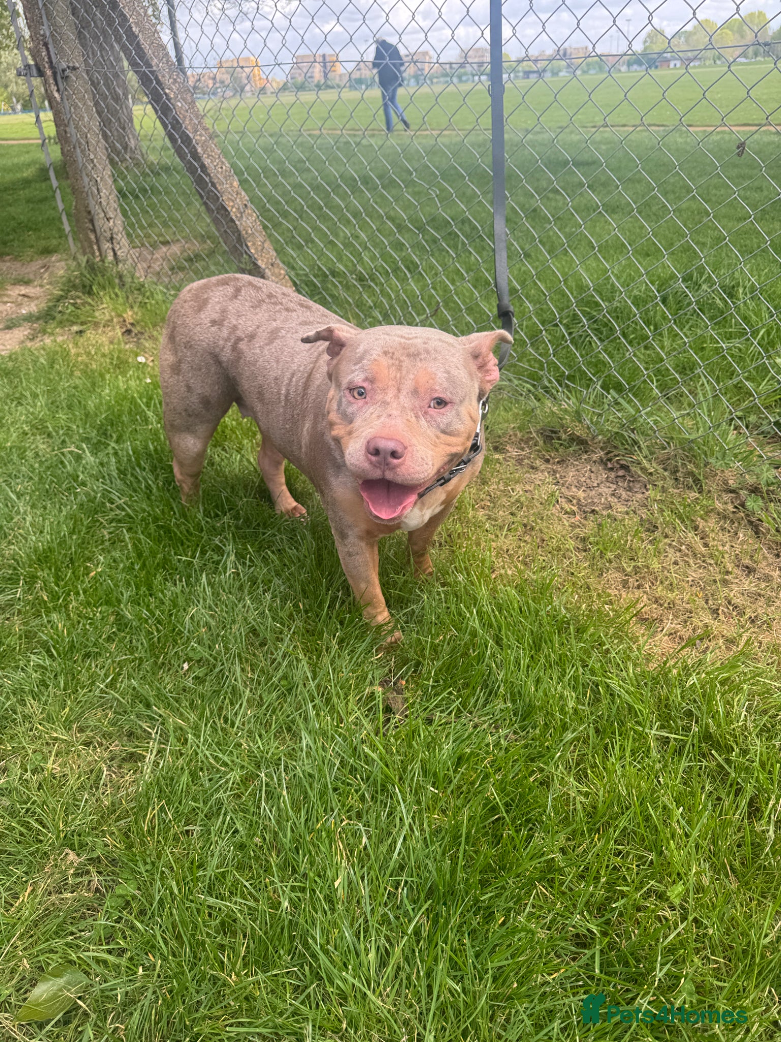 American Bully dogs 4 year old Female American bully for sale  - Advert 1