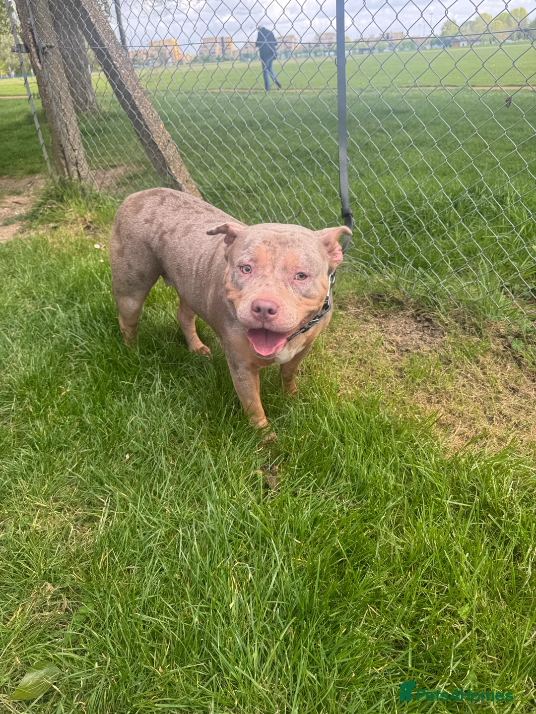 American Bully dogs for sale: 4 year old Female American bully for sale  - Advert 1