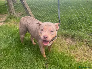 American Bully dogs 4 year old Female American bully for sale - Advert 1