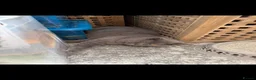 British Shorthair cats for sale: GCCF BLUE BRITISH SHORTHAIR - Advert 6