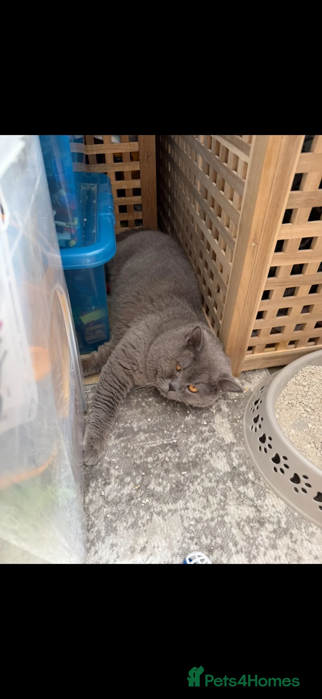 British Shorthair cats for sale: GCCF BLUE BRITISH SHORTHAIR - Advert 6