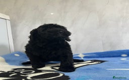 Cockapoo dogs for sale: Beautiful cockapoos - Advert 6