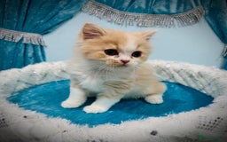 Persian cats for sale: Doll faces Persian ❌  - Image 12