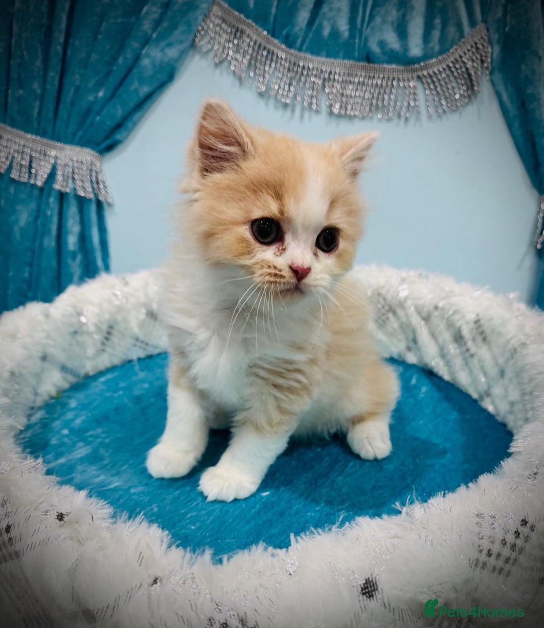 Persian cats for sale: Doll faces Persian ❌  - Image 12