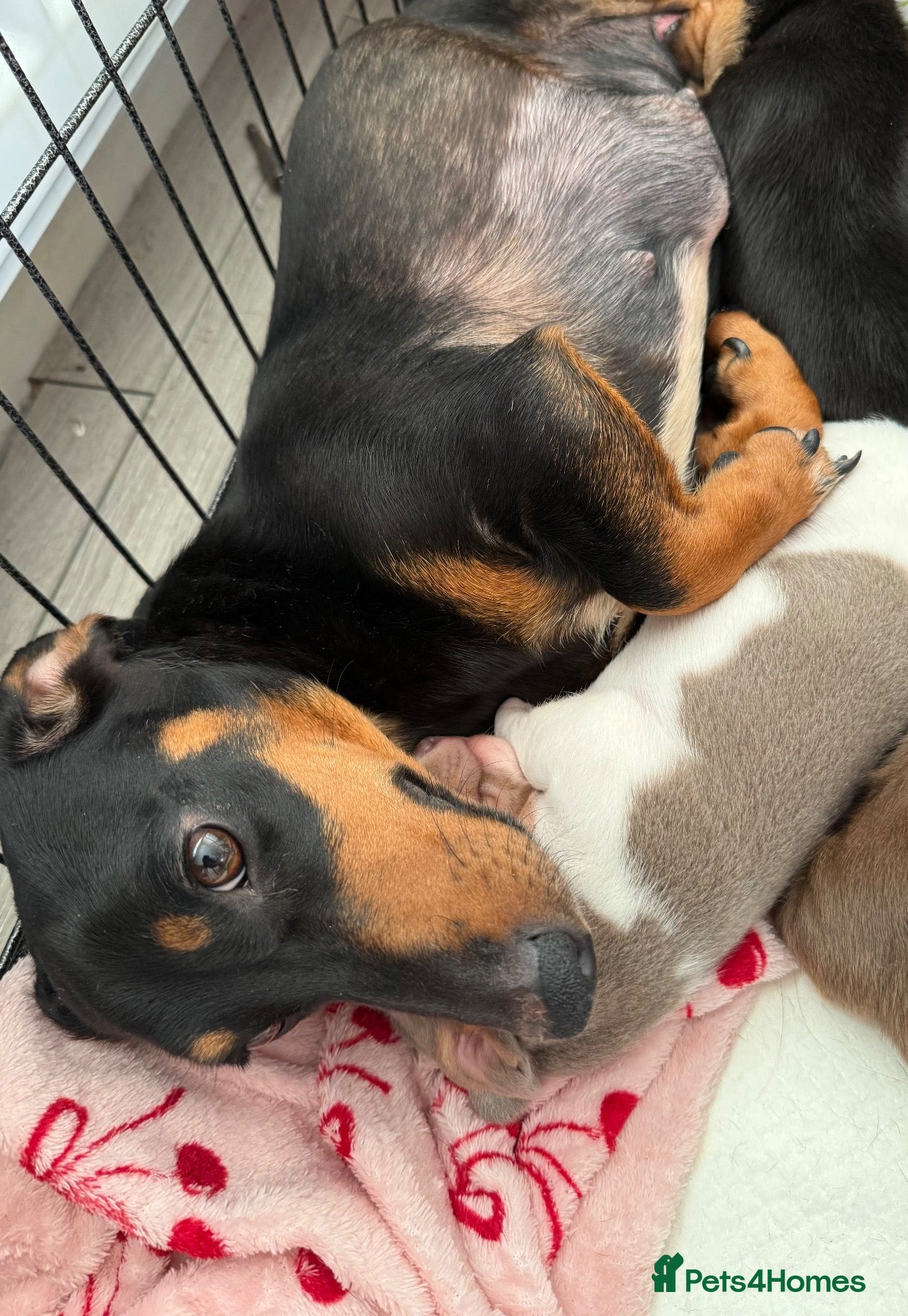 Dachshund dogs for sale: 3 Beautiful Dachshund Puppies - Advert 8