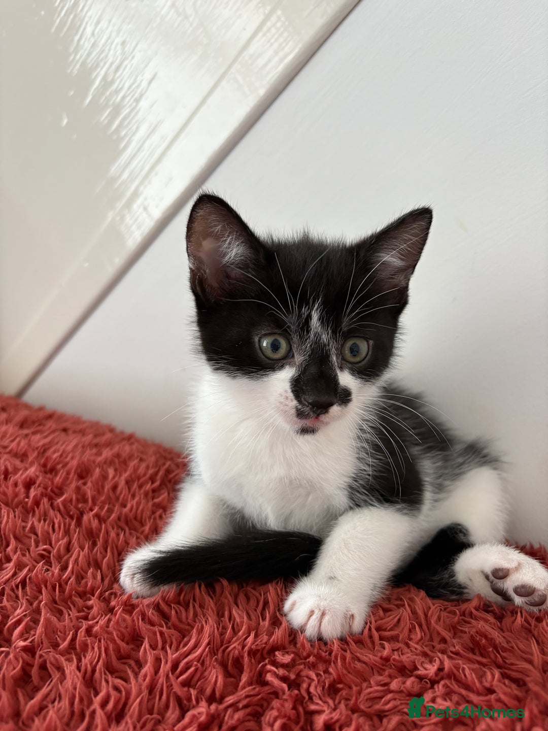 Mixed Breed cats for sale: 3 male kittens  - Image 2