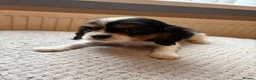 Cavalier King Charles Spaniel dogs for sale: Tri/ Blenheim Cavalier King Charles Puppies ready  - Advert 22