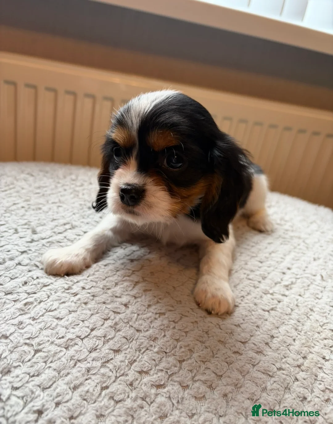 Cavalier King Charles Spaniel dogs for sale: Tri/ Blenheim Cavalier King Charles Puppies ready  - Advert 22