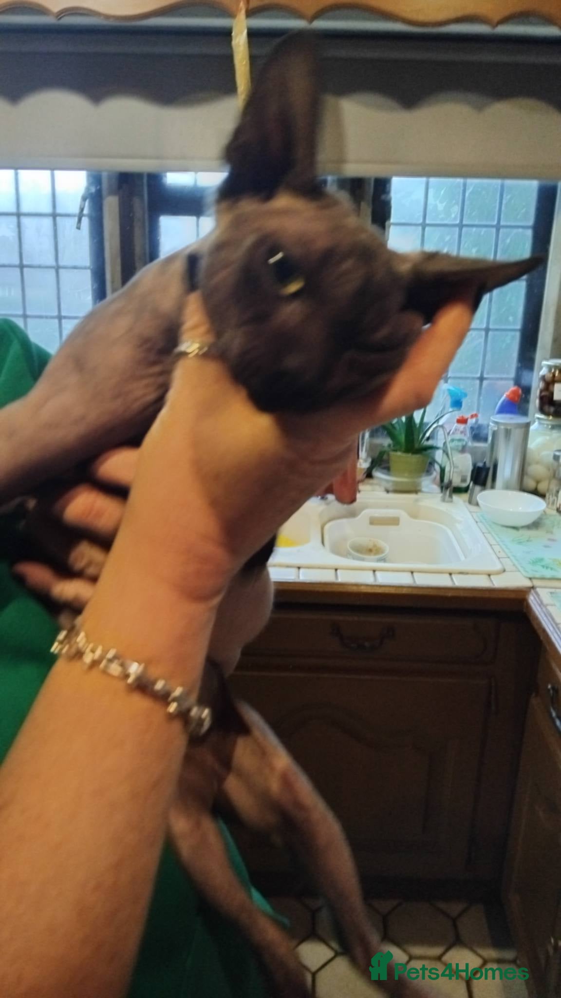 Sphynx cats 11 Month old Sphynx cat  - Advert 1