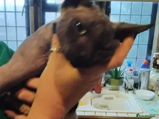 Sphynx cats 11 Month old Sphynx cat - Advert 4