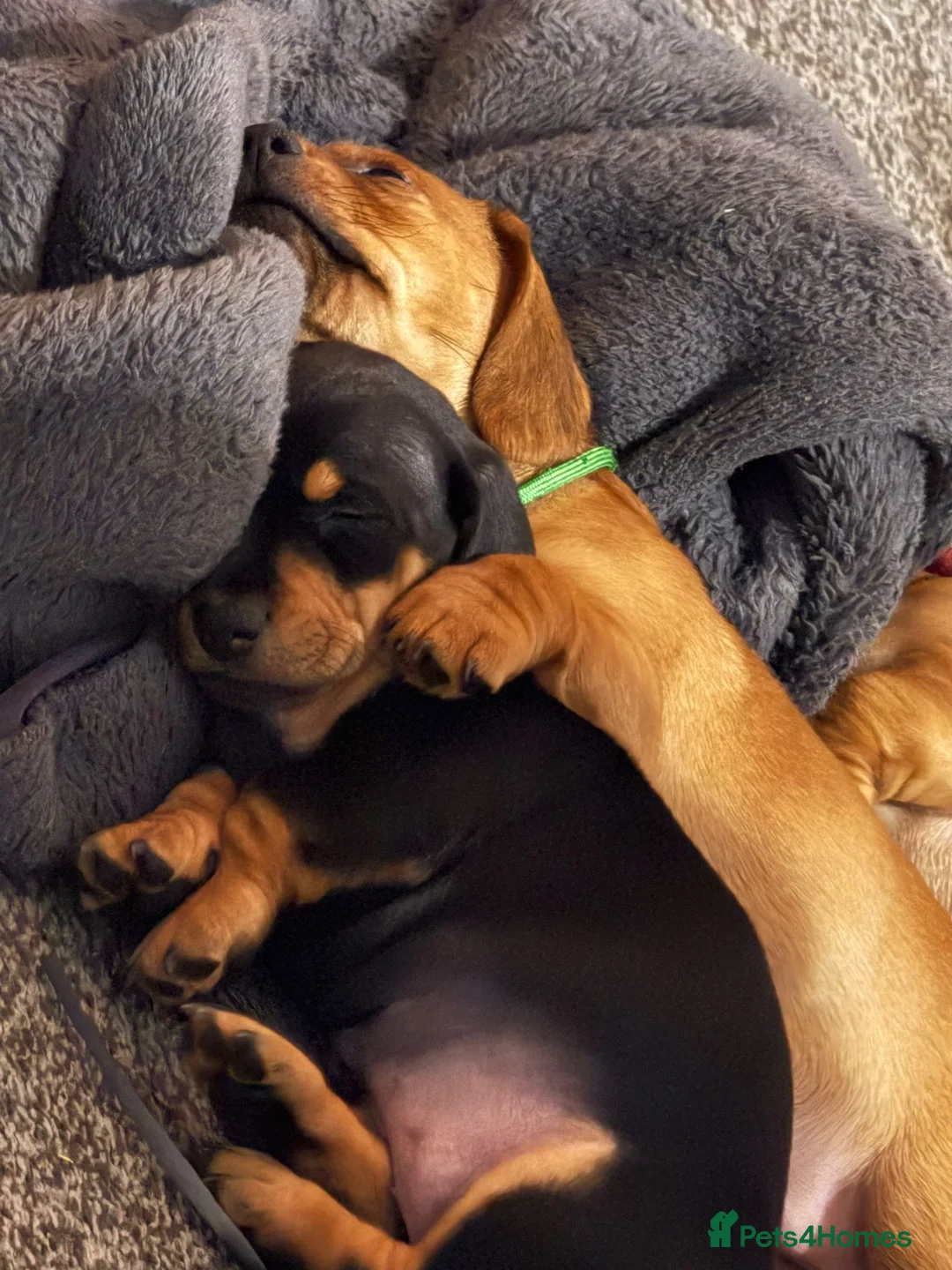 Mixed Breed dogs for sale: Dachshund cross pug puppies in Huddersfield - Advert 5