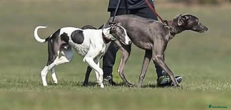 Mixed Breed dogs Bedlington whippet greyhound pups - Advert 8
