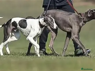 Mixed Breed dogs Bedlington whippet greyhound pups - Advert 13