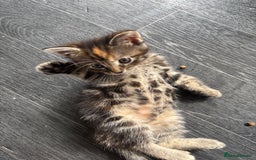 Mixed Breed cats for sale: Adorable fluffy friendly kittens for sale - Image 3