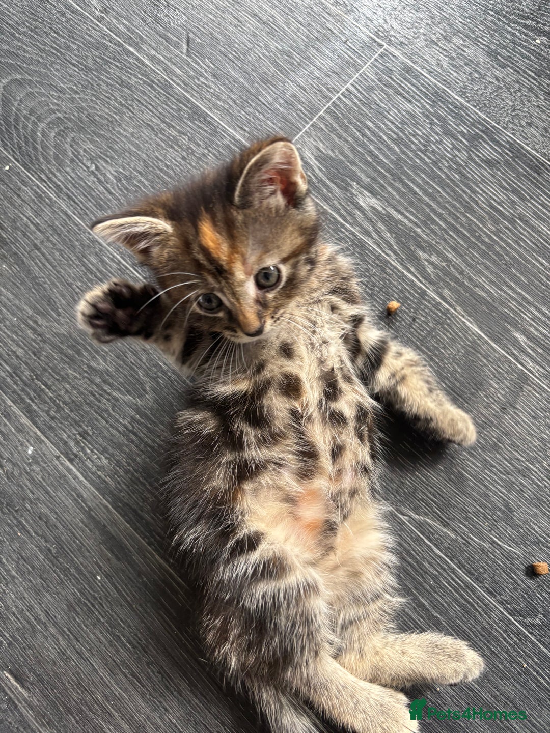 Mixed Breed cats for sale: Adorable fluffy friendly kittens for sale - Image 3