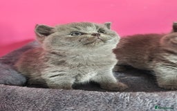 British Shorthair cats for sale: Stunning Teddy bear BSH kittens  GCCF  - Image 15