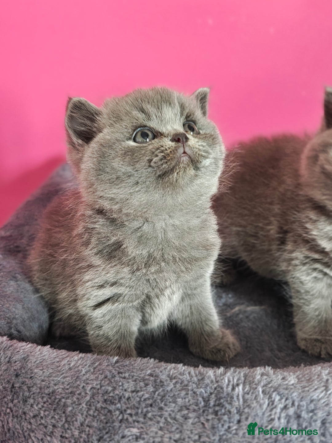 British Shorthair cats for sale: Stunning Teddy bear BSH kittens  GCCF  - Image 15