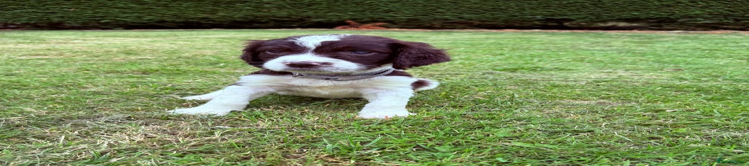 English Springer Spaniel Puppy 8