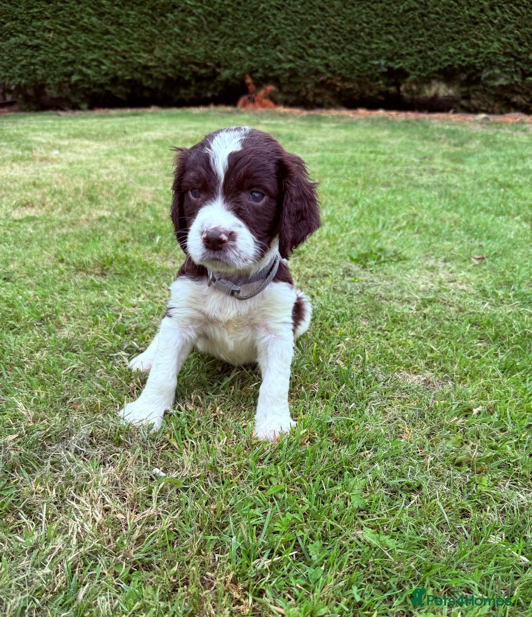 English Springer Spaniel dogs for sale: Springer spaniel pups  - Image 14