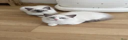 Ragdoll cats for sale: Pedigree ragdoll - Advert 2