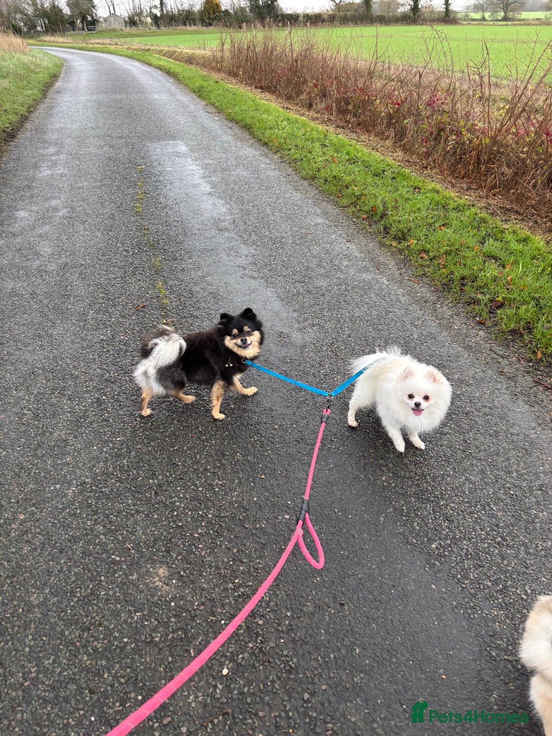 Pomeranian dogs for sale: Pomeranian male pups ready to go  - Advert 9