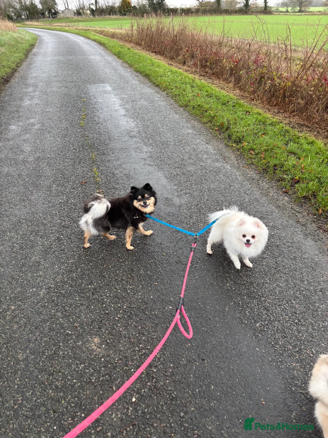 Pomeranian dogs for sale: Pomeranian males looking for there forever home  - Advert 12