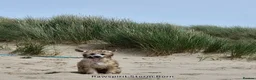 Chinese Crested dogs for sale: New litter boys and girls. - Advert 2