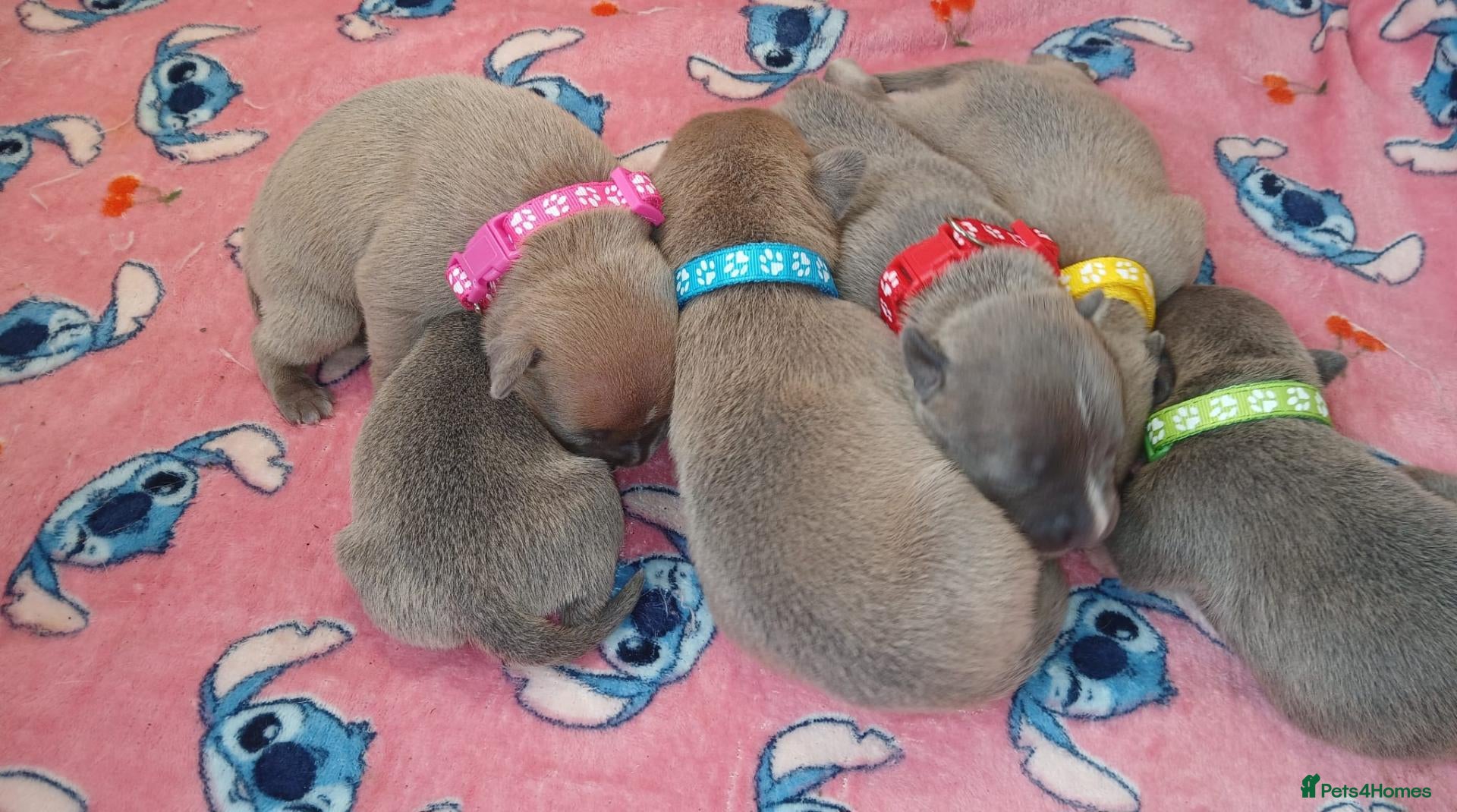Staffordshire Bull Terrier dogs Staff puppies - Advert 9