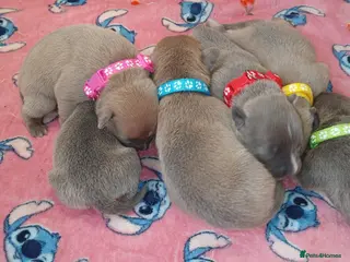 Staffordshire Bull Terrier dogs Staff puppies - Advert 9