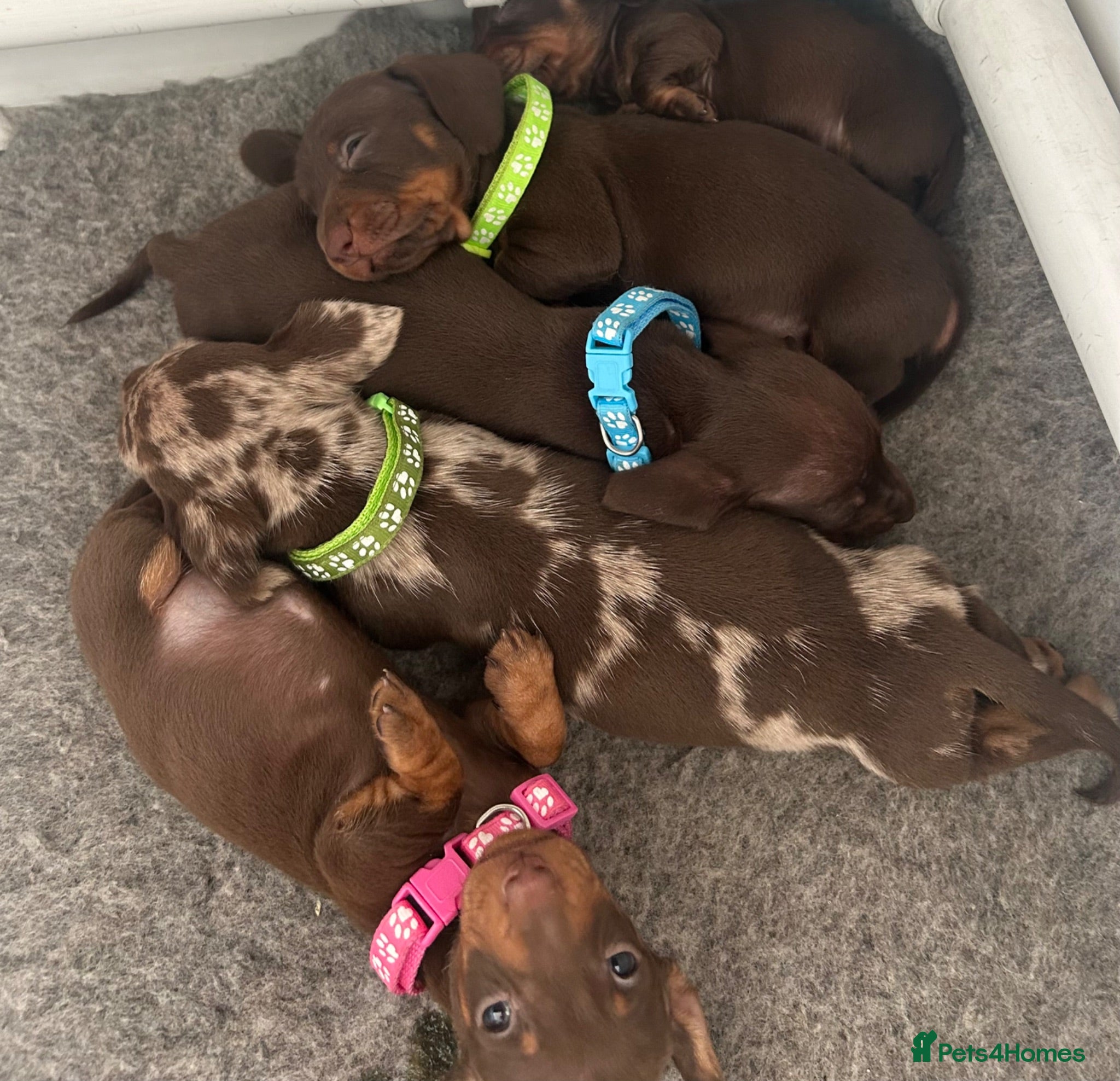 Miniature Dachshund dogs KC,Health tested DNA clear,pedigree mini dachshund - Advert 1