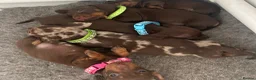 Miniature Dachshund dogs for sale: 1 girl ready now, KC, health tested,PRA clear - Advert 2