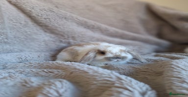 Mini Lop rabbits - Advert 2