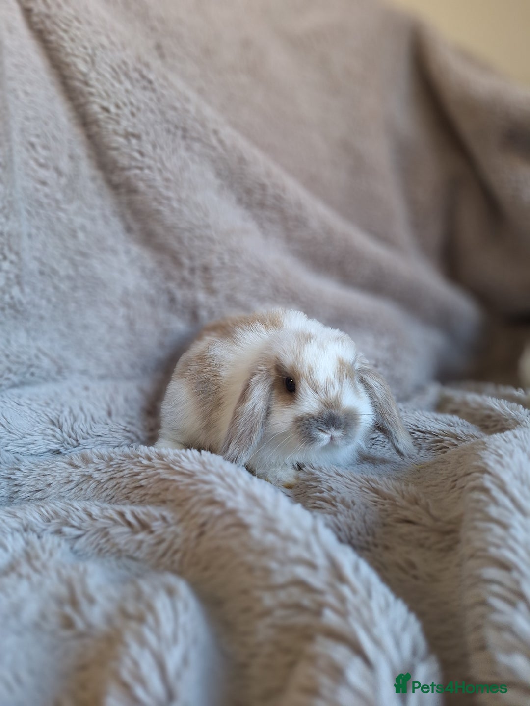 Mini Lop rabbits for sale: Beautiful pure breed mini lops  - Image 3