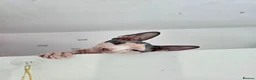Sphynx cats for sale: Blue eyes Sphynx kitten TICA & GCCF show cats  - Advert 22