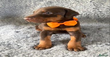 Dobermann dogs - Advert 4
