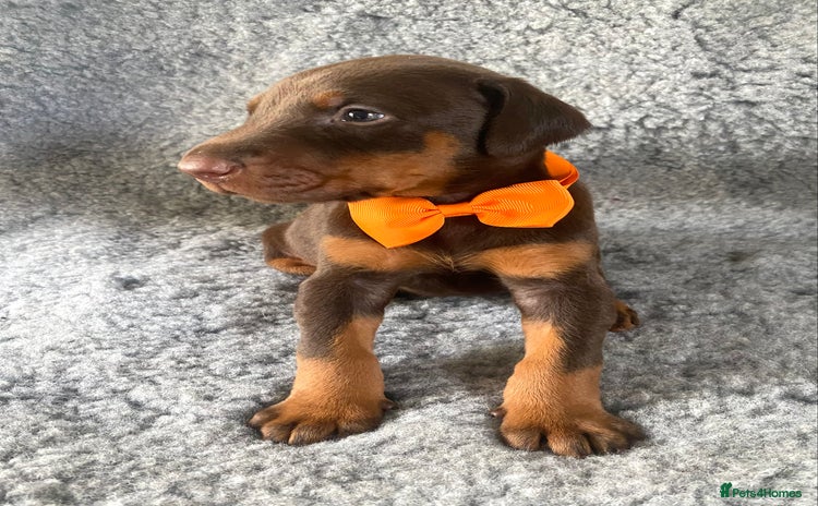 Dobermann dogs - Advert 2