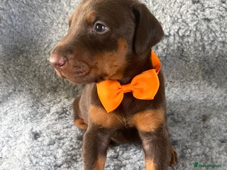 Dobermann dogs - Advert 4