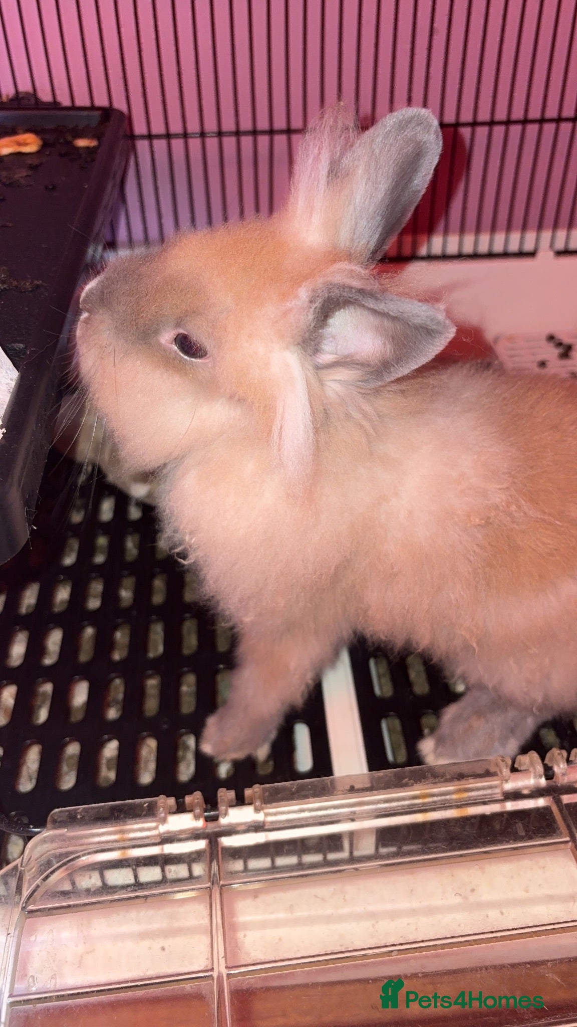Lionhead rabbits Lion head rabbit - Advert 1