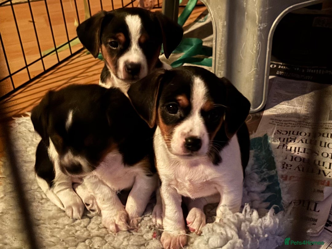 Mixed Breed dogs for sale: Cavajacks - Image 8